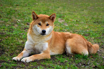 Shiba inu dog laying on grass