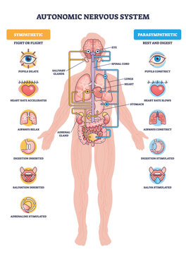 Autonomic nervous system brief diagram contrasts sympathetic fight-or-flight vs parasympathetic rest-and-digest, mapping nerves to organs, main objects, brain, heart, stomach. Outline diagram