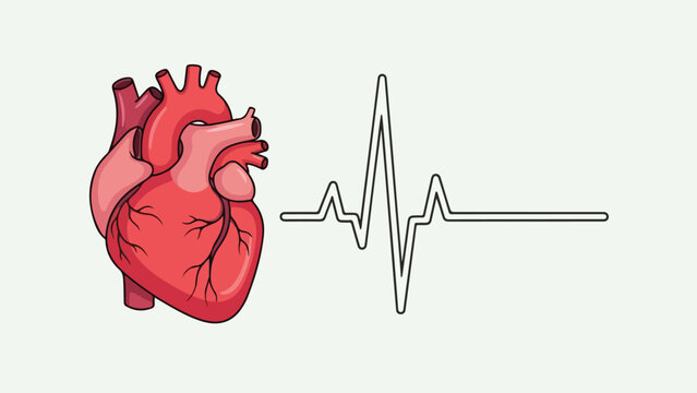 A medical illustration showing a human heart and a heart rate graph