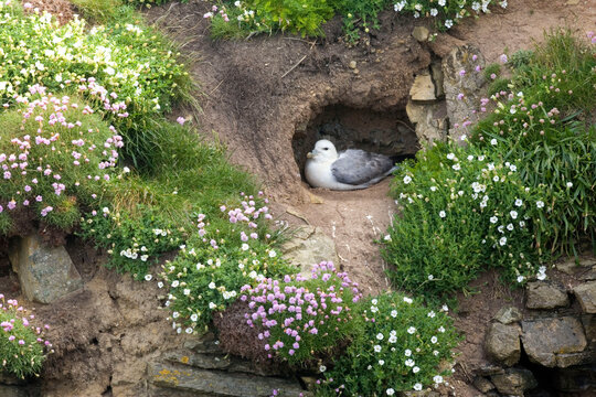 Northern Fulmar, Fulmarus glacialis in a nest