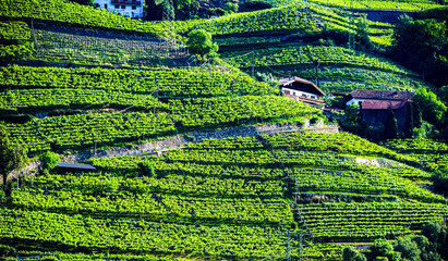 Fototapeta premium Agricultural landscape view of Trentino-South Tyrol, Italy