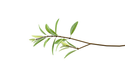 Slender Brown Branch with Narrow Green Leaves on White Background