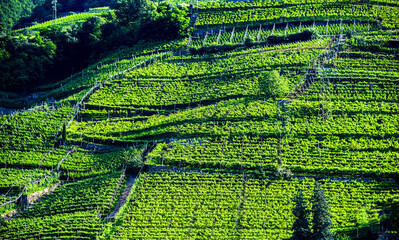 Obraz premium Agricultural landscape view of Trentino-South Tyrol, Italy
