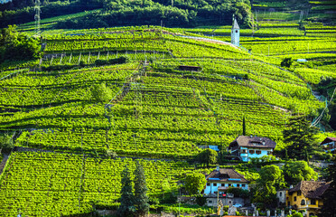 Fototapeta premium Agricultural landscape view of Trentino-South Tyrol, Italy