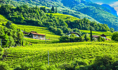 Obraz premium Agricultural landscape view of Trentino-South Tyrol, Italy