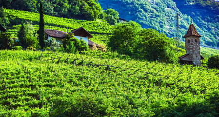 Fototapeta premium Agricultural landscape view of Trentino-South Tyrol, Italy