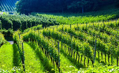 Fototapeta premium Agricultural landscape view of Trentino-South Tyrol, Italy