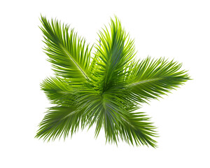 Top View of Green Palm Tree Fronds © Graphic