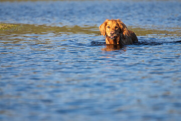 Golden retriever wading in calm lake water with wet fur © Mike Lee