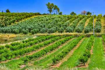 Fototapeta premium Agricultural landscape view of Calabria, Italy
