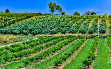 Fototapeta premium Agricultural landscape view of Calabria, Italy