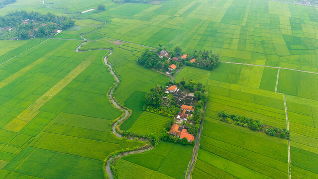 Aerial drone photograph of a small rural village surrounded by expansive rice paddies in Adipala, Cilacap, Indonesia. A winding irrigation stream cuts through the agricultural landscape