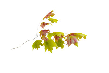 Maple Branch with Green and Red Autumn Leaves on White Background