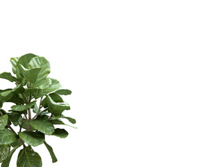 Green Leafy Plant in Bottom Left Corner on White Background