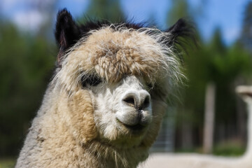 Naklejka premium The alpaca (Vicugna pacos) is a species of South American camelid mammal. Alpaca fleece is soft and possesses water and flame resistant properties, making it a valuable commodity.
