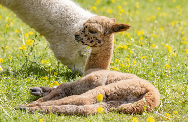 Naklejka premium A baby alpaca, also known as a cria (Vicugna pacos) is a camelid mammal. Alpaca fleece is soft and possesses water and flame resistant properties, making it a valuable commodity.