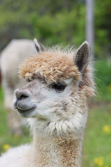 Naklejka premium The alpaca (Vicugna pacos) is a species of South American camelid mammal. Alpaca fleece is soft and possesses water and flame resistant properties, making it a valuable commodity.