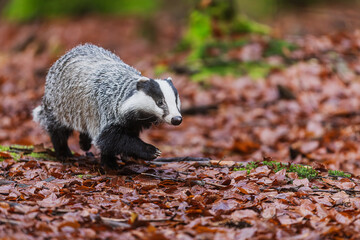 Wild Meles meles European Badger walks over wet leaf litter in forest © michal