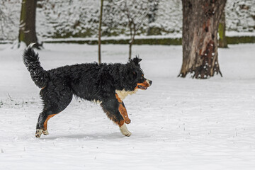 running Canis lupus familiaris Bernese Mountain Dog trotting across snowy park field