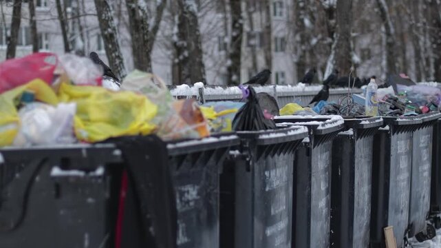 Plastic garbage containers overflowing with household waste and plastic bags, man throws out garbage bags. Crows scavenge. Winter daylight reveals snow-covered trees, urban setting.