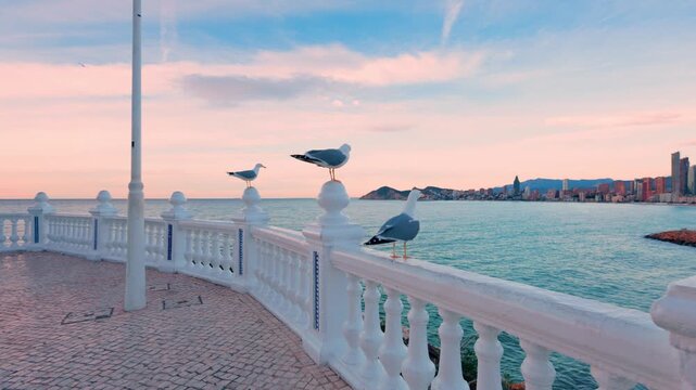 Seagulls perching on balcony overlooking benidorm at sunset