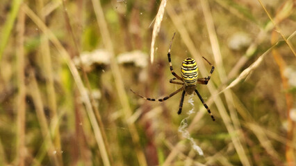 Argiope bruennichi. Bright spider on a background of blurred vegetation. Poisonous spider in nature. Spider sits on a web in the grass, close-up