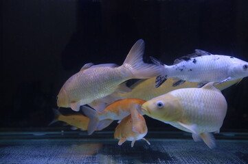 Obraz premium tropical fish in aquarium