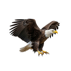 Fototapeta premium Bald eagle in flight with wings spread isolated on transparent background