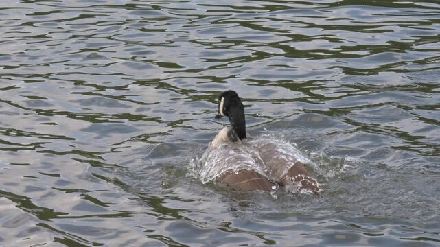 Canada Goose (Branta canadensis) ducking under the surface, water flowing off its plumage like 'water off a duck's back', then flapping its wings to dry them. August, Kent, UK [Slow motion x4]