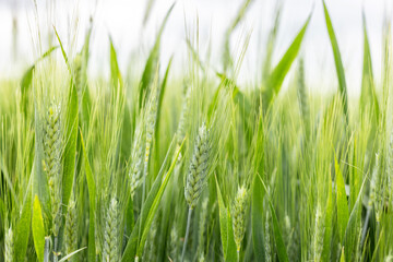 Naklejka premium Macro detail of a green durum wheat field with unripe ears in full growth, capturing natural texture, agricultural landscape, and cereal crop during spring season