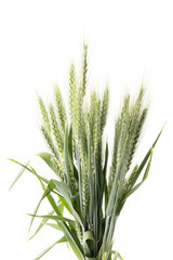 Obraz premium Bundle of wheat ears arranged together on a clean white background, highlighting golden grain texture, harvest symbolism, and agricultural cereal crop concept