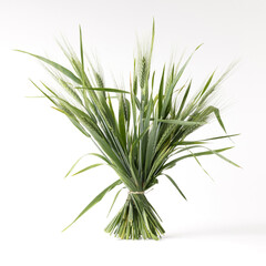 Obraz premium Bundle of wheat ears arranged together on a clean white background, highlighting golden grain texture, harvest symbolism, and agricultural cereal crop concept