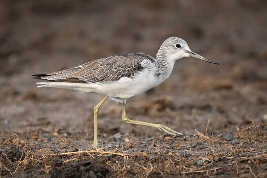 Terek sandpiper running across mud in profile