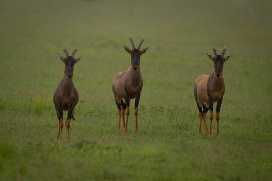 Three topis stand watching camera on grassland