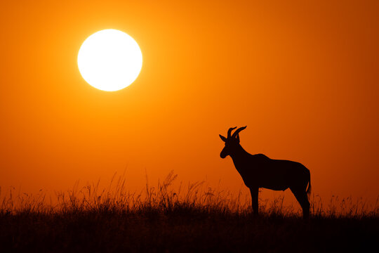 Topi stands as sun rises over horizon