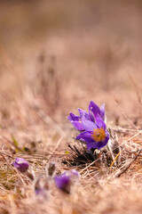 Fototapeta premium Purple pasqueflower blossoms amidst dry grassland in Altai