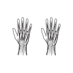 Anatomical Line Art of Human Hands