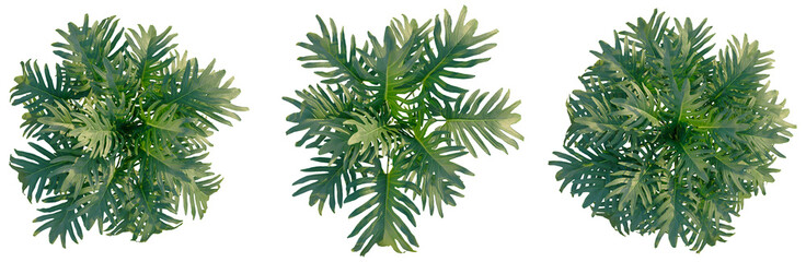 Philodendron xanadu tree plan, top view, cutout, transparent background, isolate, Majestic Elephant's Ear Plant Close-Up: Lush Green Foliage Details, Vibrant Texture, Botanical Beauty © DH Tree Stock