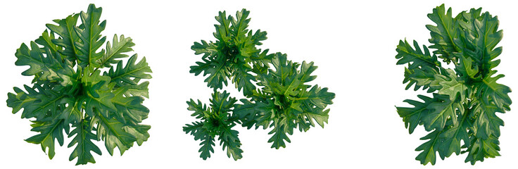 Philodendron xanadu tree plan, top view, cutout, transparent background, isolate, Detailed close-up of a lush green plant with intricate foliage, showcasing natural textures and vibrant colors © DH Tree Stock