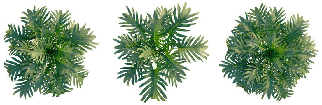 Philodendron xanadu tree plan, top view, cutout, transparent background, isolate, Majestic Elephant's Ear Plant Close-Up: Lush Green Foliage Details, Vibrant Texture, Botanical Beauty