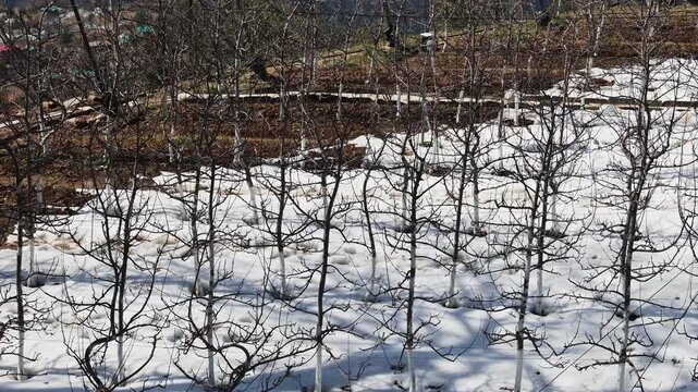 snow covered apple orchard with leafless trees in winter