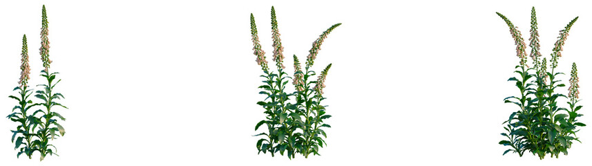 Digitalis purpurea tree, elevation, front view, cutout, transparent background, isolate, Detailed Close-up of Vibrant Purple Foxglove Flowers in a Lush Green Meadow © DH Tree Stock