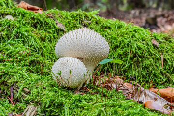 Macro photo, Animals, Nature - Еurope, Eastern Europe © Andrii_Mykhailyshyn