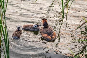 The waterfowl bird, great crested grebe with chick, swimming in the lake.