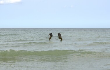 A group cormorants perched on the wooden piles of breakwater in the sea. Curonian Spit, Kaliningrad Oblast, Russia.