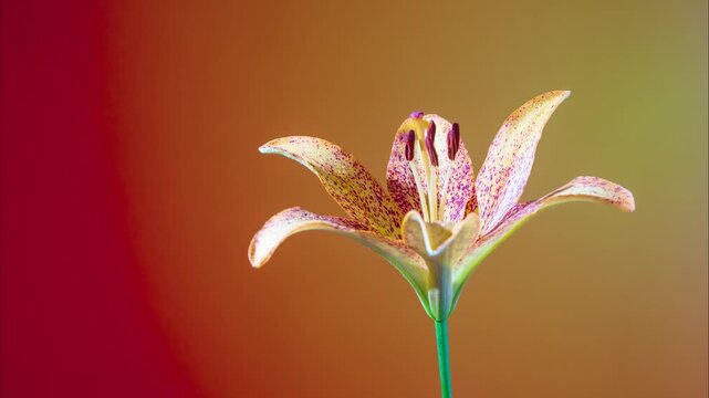 single spotted lily studio portrait warm gradient backdrop, artist study capturing speckled petals and prominent stamen, delicate stem, soft contrast,
