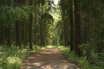 Obraz premium Curonian Spit forest. Kaliningrad Oblast, Russia