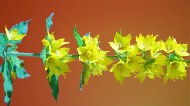 horizontal branch yellow flowers warm orange background studio macro lateral composition, botanist inspection of leafy sprig, delicate petals