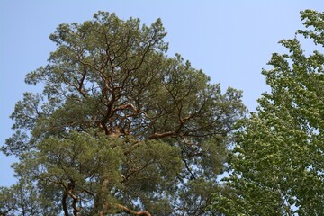Obraz premium Curonian Spit forest. Kaliningrad Oblast, Russia