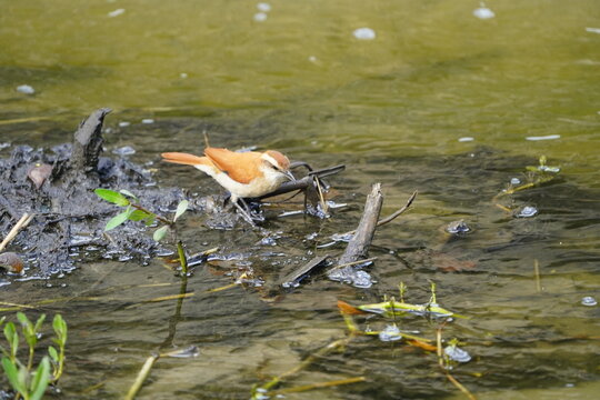 The pale-legged hornero (Furnarius leucopus) is&nbsp;a species of bird in the Furnariinae subfamily of the ovenbird family Furnariidae. Fortaleza &ndash; Cear&aacute;, Brazil.